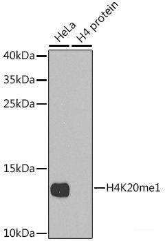 Immunohistochemistry of paraffin-embedded Mouse stomach using MAPKBP1 Polyclonal Antibody at dilution of  1:100 (40x lens).
