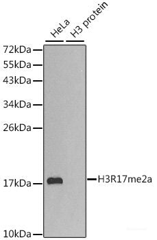 Immunohistochemistry of paraffin-embedded Rat testis using FGF12 Polyclonal Antibody at dilution of  1:150 (40x lens).