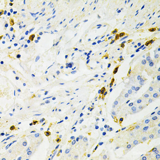 Immunofluorescence analysis of Rat brain using SLC1A1 Polyclonal Antibody at dilution of  1:100. Blue: DAPI for nuclear staining.