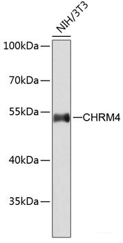 Western blot analysis of extracts of various cell lines using TOMM40 Polyclonal Antibody at dilution of 1:1000.