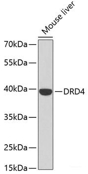 Western blot analysis of extracts of HeLa cells using CTBP1 Polyclonal Antibody.