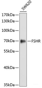 Immunofluorescence analysis of HeLa cells using ECHS1 Polyclonal Antibody at dilution of  1:100. Blue: DAPI for nuclear staining.