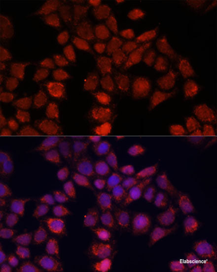 Immunohistochemistry of paraffin-embedded Mouse stomach using UQCR10 Polyclonal Antibody at dilution of  1:100 (40x lens).