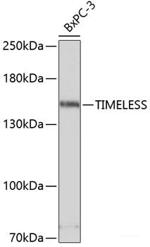 Western blot analysis of extracts of various cell lines using RASSF6 Polyclonal Antibody at dilution of 1:1000.