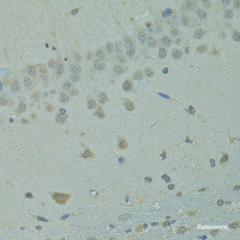 Confocal immunofluorescence analysis of L929 cells using DAO Polyclonal Antibody at dilution of  1:100. Blue: DAPI for nuclear staining.