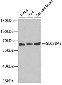 Western blot analysis of extracts of various cell lines using KLKB1 Polyclonal Antibody at dilution of 1:1000.