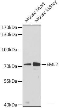 Immunohistochemistry of paraffin-embedded Mouse spleen using PSMD7 Polyclonal Antibody at dilution of  1:100 (40x lens).