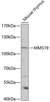 Western blot analysis of extracts of various cell lines using MPG Polyclonal Antibody at dilution of 1:1000.