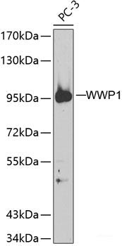 Immunohistochemistry of paraffin-embedded Rat brain using HIF1AN Polyclonal Antibody at dilution of  1:100 (40x lens).