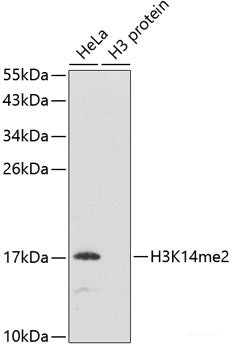 Immunofluorescence analysis of Mouse liver using PEX19 Polyclonal Antibody at dilution of  1:100. Blue: DAPI for nuclear staining.