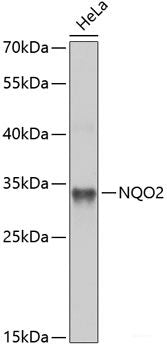 Immunohistochemistry of paraffin-embedded Rat brain using FMR1 Polyclonal Antibody at dilution of  1:100 (40x lens).