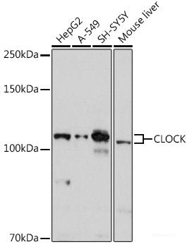 Immunofluorescence analysis of HeLa cells using KAT7 Polyclonal Antibody at dilution of  1:100 (40x lens). Blue: DAPI for nuclear staining.
