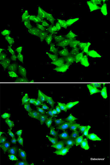 Immunohistochemistry of paraffin-embedded Rat kidney using COPS2 Polyclonal Antibody at dilution of  1:100 (40x lens).