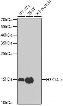 Immunofluorescence analysis of NIH-3T3 cells using CAPN5 Polyclonal Antibody at dilution of  1:100. Blue: DAPI for nuclear staining.