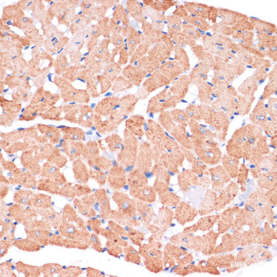 Immunofluorescence analysis of U2OS cells using B3GALNT1 Polyclonal Antibody at dilution of  1:100. Blue: DAPI for nuclear staining.