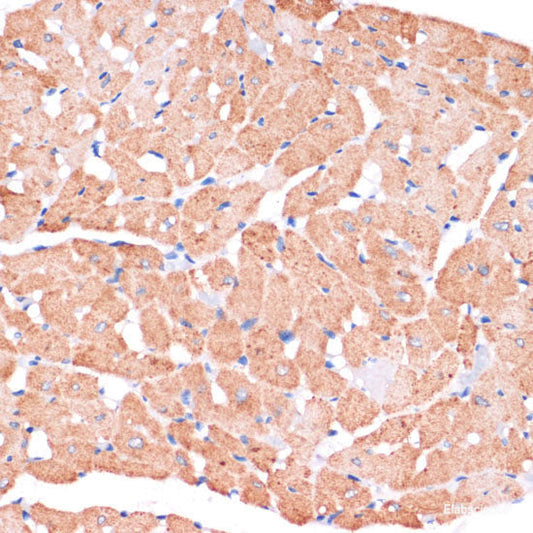 Immunofluorescence analysis of U2OS cells using B3GALNT1 Polyclonal Antibody at dilution of  1:100. Blue: DAPI for nuclear staining.
