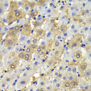 Immunohistochemistry of paraffin-embedded Mouse brain using CALML5 Polyclonal Antibody at dilution of  1:100 (40x lens).