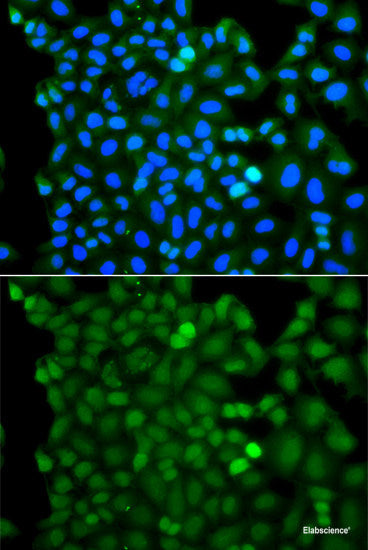 Western blot analysis of extracts of various cell lines using THOC1 Polyclonal Antibody at dilution of 1:1000.