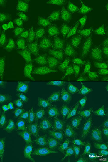 Immunofluorescence analysis of U2OS cells using COPS7A Polyclonal Antibody at dilution of  1:100. Blue: DAPI for nuclear staining.