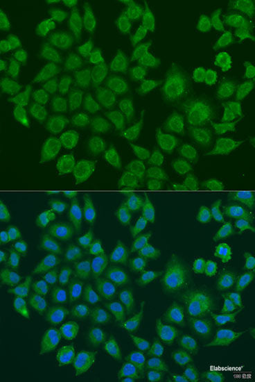 Immunofluorescence analysis of U2OS cells using AGGF1 Polyclonal Antibody at dilution of  1:100. Blue: DAPI for nuclear staining.
