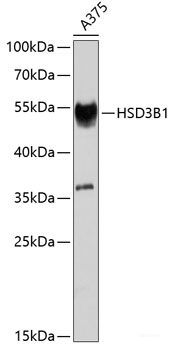 Immunohistochemistry of paraffin-embedded Rat lung using IL25 Polyclonal Antibody at dilution of  1:100 (40x lens).