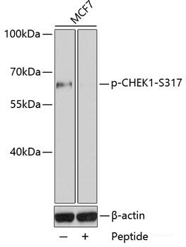 Western blot analysis of extracts of NIH3T3 cells using Phospho-YAP1(S127) Polyclonal Antibody at dilution of 1:1000. NIH3T3 cells were treated by Sorbitol (0. 2M) at 37°C for 60 minutes after serum-starvation overnight.