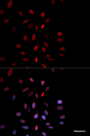 Western blot analysis of extracts of NIH3T3 cells using Phospho-SRC Family（Y416） Polyclonal Antibody.