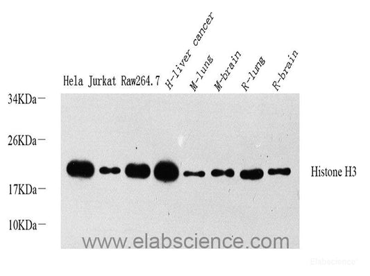 Western Blot analysis of various samples using SMAD2 Polyclonal Antibody at dilution of 1:800.