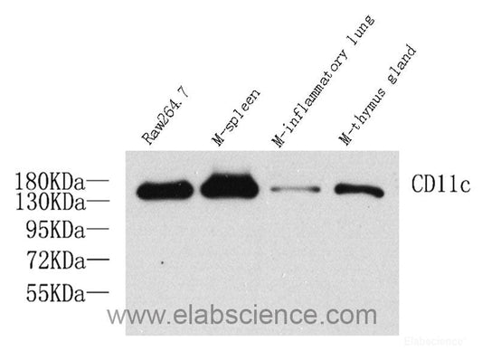 Immunohistochemistry analysis of paraffin-embedded mouse spleen  using CD19 Polyclonal Antibody at dilution of 1:200.