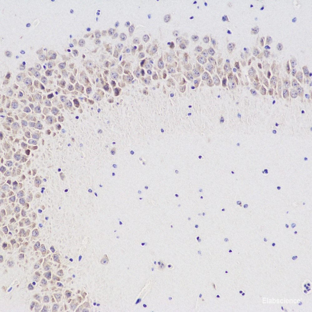 Immunohistochemistry analysis of paraffin-embedded mouse brain  using GRIN1 Polyclonal Antibody at dilution of 1:300.
