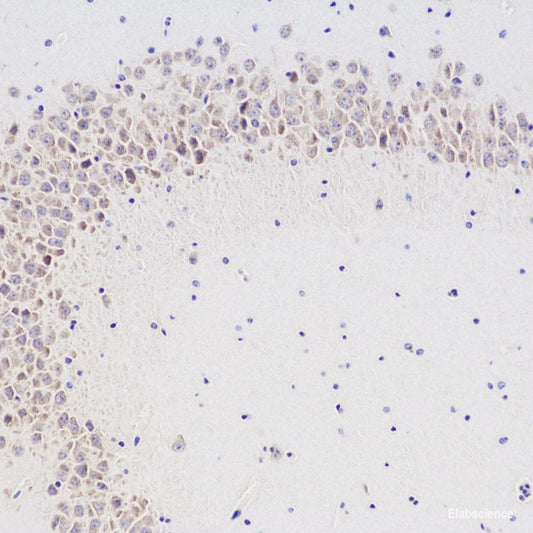 Immunohistochemistry analysis of paraffin-embedded mouse brain  using GRIN1 Polyclonal Antibody at dilution of 1:300.