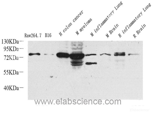 Immunohistochemistry analysis of paraffin-embedded rat colon  using CD13 Polyclonal Antibody at dilution of 1:400.