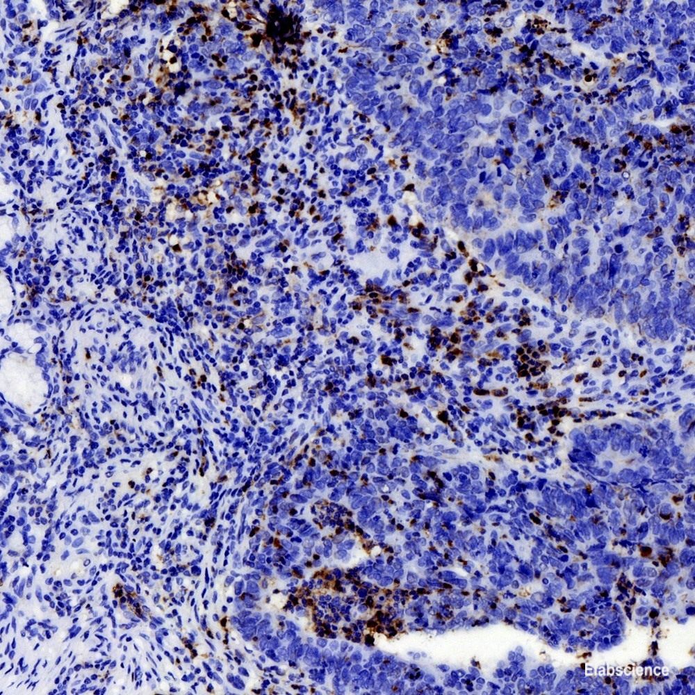 Immunohistochemistry analysis of paraffin-embedded mouse brain  using DLL1 Polyclonal Antibody at dilution of 1:200.