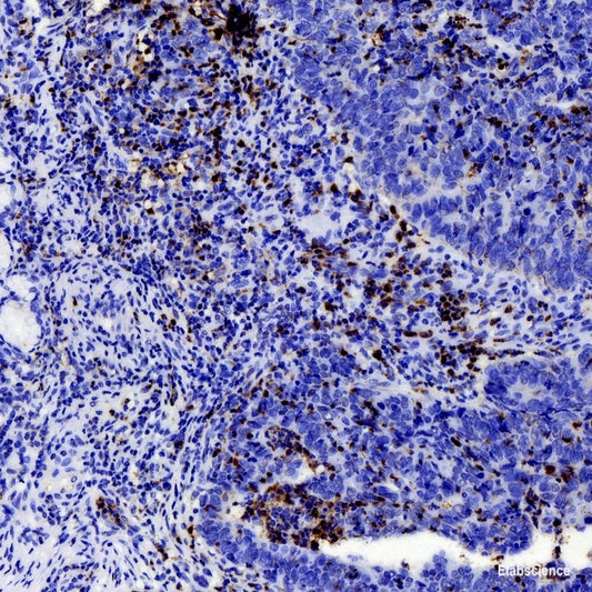 Immunohistochemistry analysis of paraffin-embedded mouse brain  using DLL1 Polyclonal Antibody at dilution of 1:200.