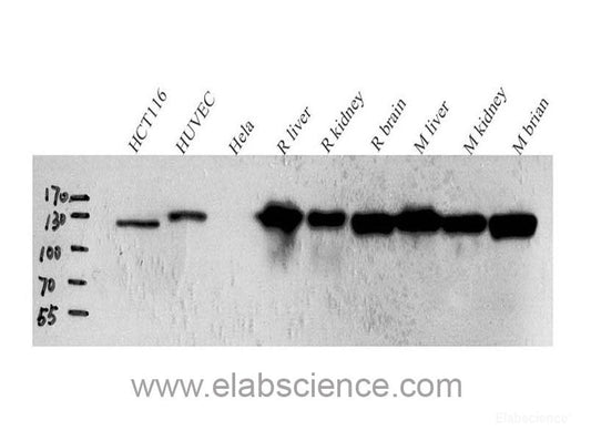 Immunohistochemistry analysis of paraffin-embedded Mouse lung  using JNK1/2/3 Polyclonal Antibody at dilution of 1:200.