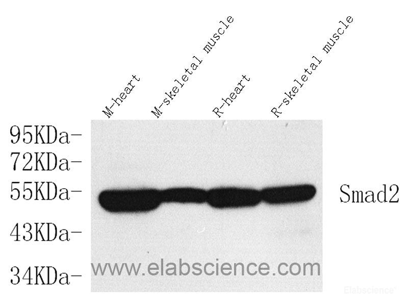 Immunofluorescence analysis of paraffin-embedded rat colon  using EpCAM Polyclonal Antibody at dilution of 1:400.