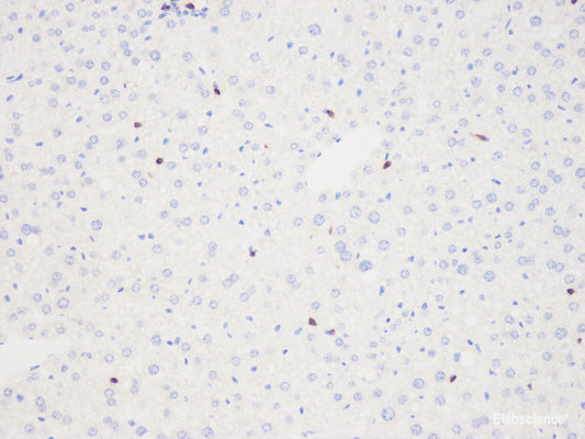 Western Blot analysis of various samples using NQO1 Polyclonal Antibody at dilution of 1:1000.