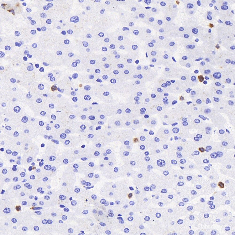 Immunohistochemistry analysis of paraffin-embedded mouse spinal marrow  using DLL3 Polyclonal Antibody at dilution of 1:300.