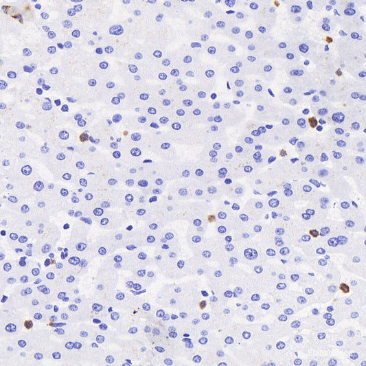Immunohistochemistry analysis of paraffin-embedded mouse spinal marrow  using DLL3 Polyclonal Antibody at dilution of 1:300.