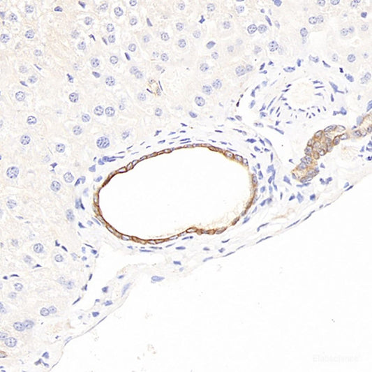 Immunohistochemistry analysis of paraffin-embedded mouse pancreas  using Insulin Polyclonal Antibody at dilution of 1:300.