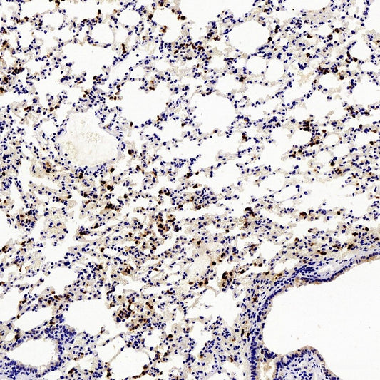 Mouse splenocytes are stained with FITC Anti-Mouse CD3 Antibody[Used at 0.2 μg/10<sup>6</sup> cells dilution](filled gray histogram). Unstained splenocytes (blank black histogram) are used as control.