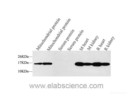 Western Blot analysis of various samples using Proliferating Cell Nuclear Antigen Polyclonal Antibody at dilution of 1:2000.