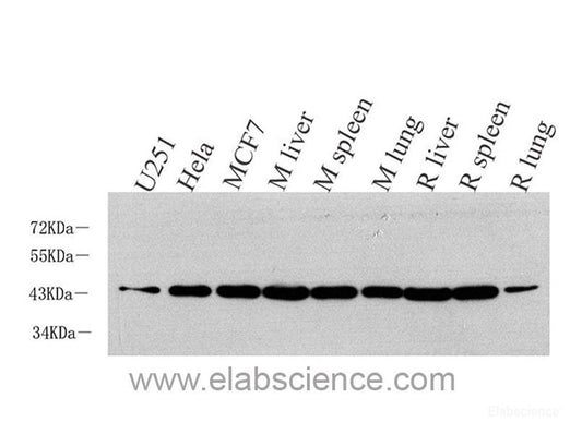 Immunohistochemistry analysis of paraffin-embedded mouse spleen  using CYBB Polyclonal Antibody at dilution of 1:400.