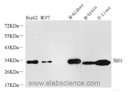 Western Blot analysis of various samples using BMP2 Polyclonal Antibody at dilution of 1:1000.