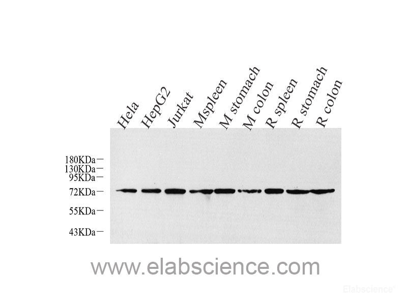 Immunohistochemistry analysis of paraffin-embedded mouse bone  using SPP1 Polyclonal Antibody at dilution of 1:400.