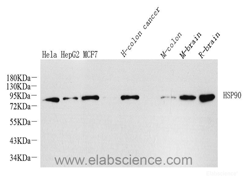 Immunohistochemistry analysis of paraffin-embedded fetal rat  using CD133 Monoclonal Antibody at dilution of 1:200.