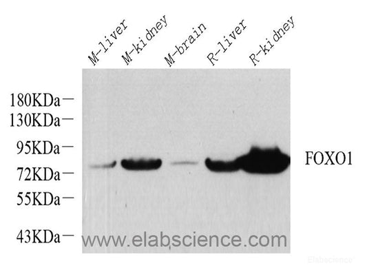Western Blot analysis of various samples using HSPA1A Polyclonal Antibody at dilution of 1:500.