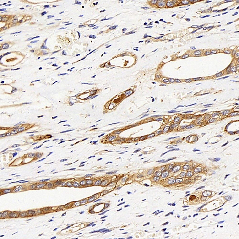 Immunohistochemistry analysis of paraffin-embedded rat testis  using JAG1 Polyclonal Antibody at dilution of 1:200.