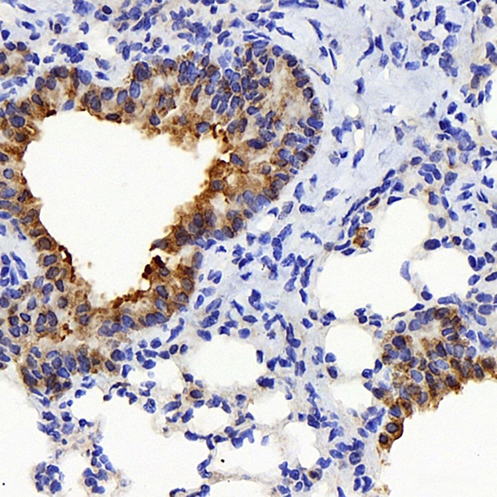 Immunohistochemistry analysis of paraffin-embedded mouse bone  using BMP4 Polyclonal Antibody at dilution of 1:1000.