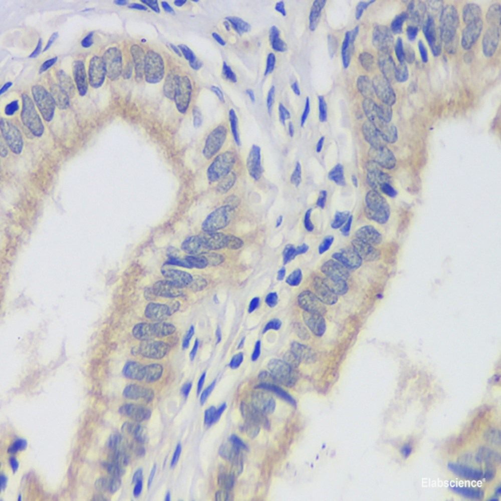 Immunohistochemistry analysis of paraffin-embedded mouse liver  using THY1 Polyclonal Antibody at dilution of 1:500.